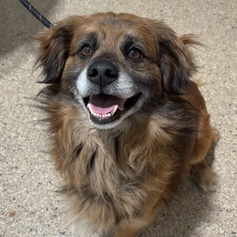 An adult medium-sized male Pekingese dog named Bear for adoption in Valparaiso, IN