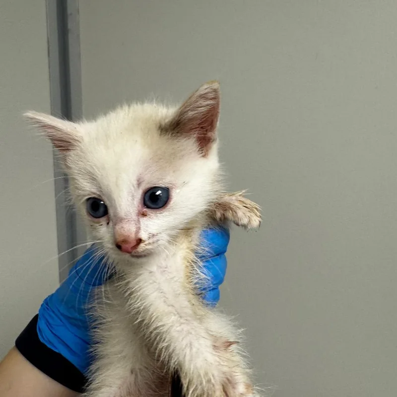 A baby small-sized female White Domestic Short Hair cat named Eloise for adoption in Concord, NC