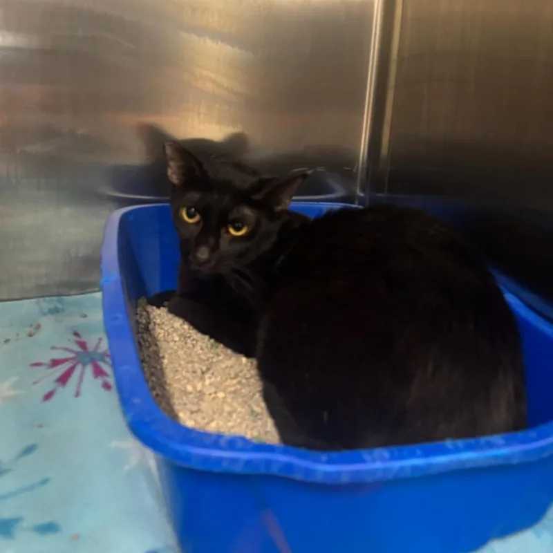 An adult small-sized female Domestic Short Hair cat named Gizmo for adoption in Brookfield, MO