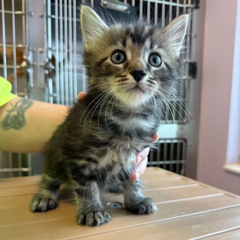 A baby small-sized male Gray / Blue / Silver Domestic Medium Hair cat named Java for adoption in Madisonville, TN