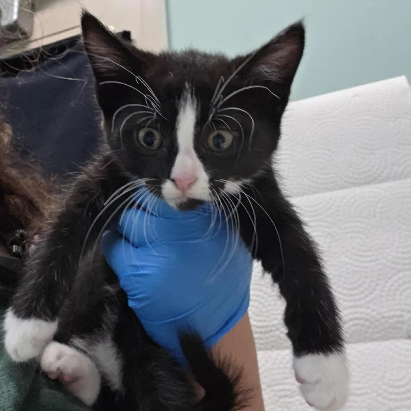 A baby small-sized female Black Domestic Short Hair cat named Arlo for adoption in Tacoma, WA