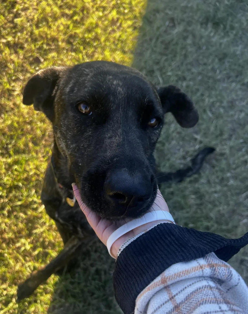 A young large-sized female Great Dane dog named Sparkles for adoption in Lexington, KY