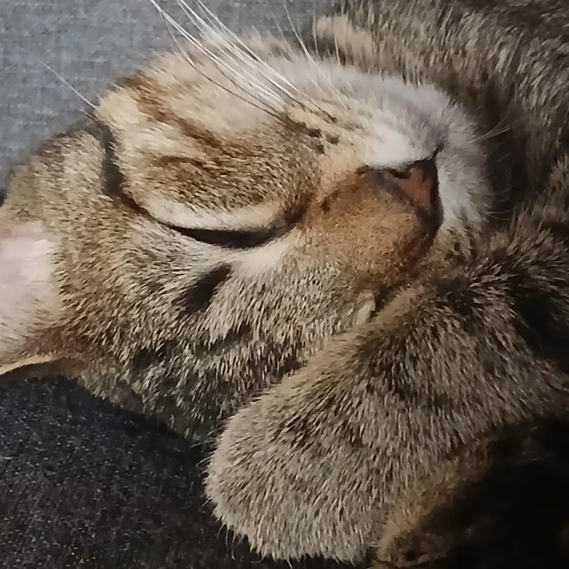 A young small-sized female Gray / Blue / Silver American Shorthair cat named Boo Home To for adoption in South Elgin, IL