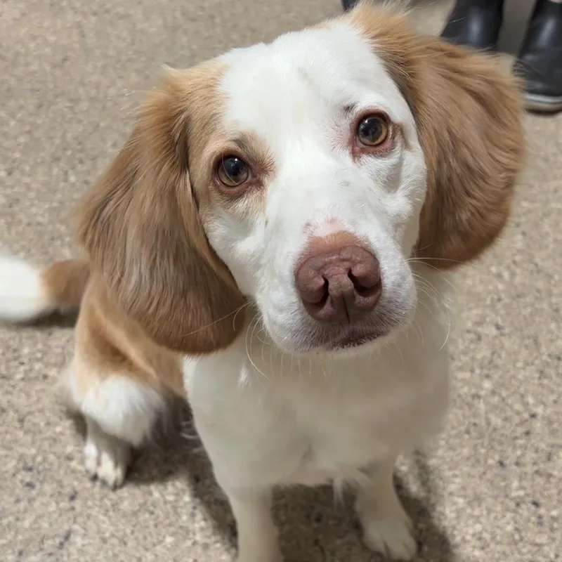 A young small-sized male Beagle dog named Pip for adoption in Valparaiso, IN