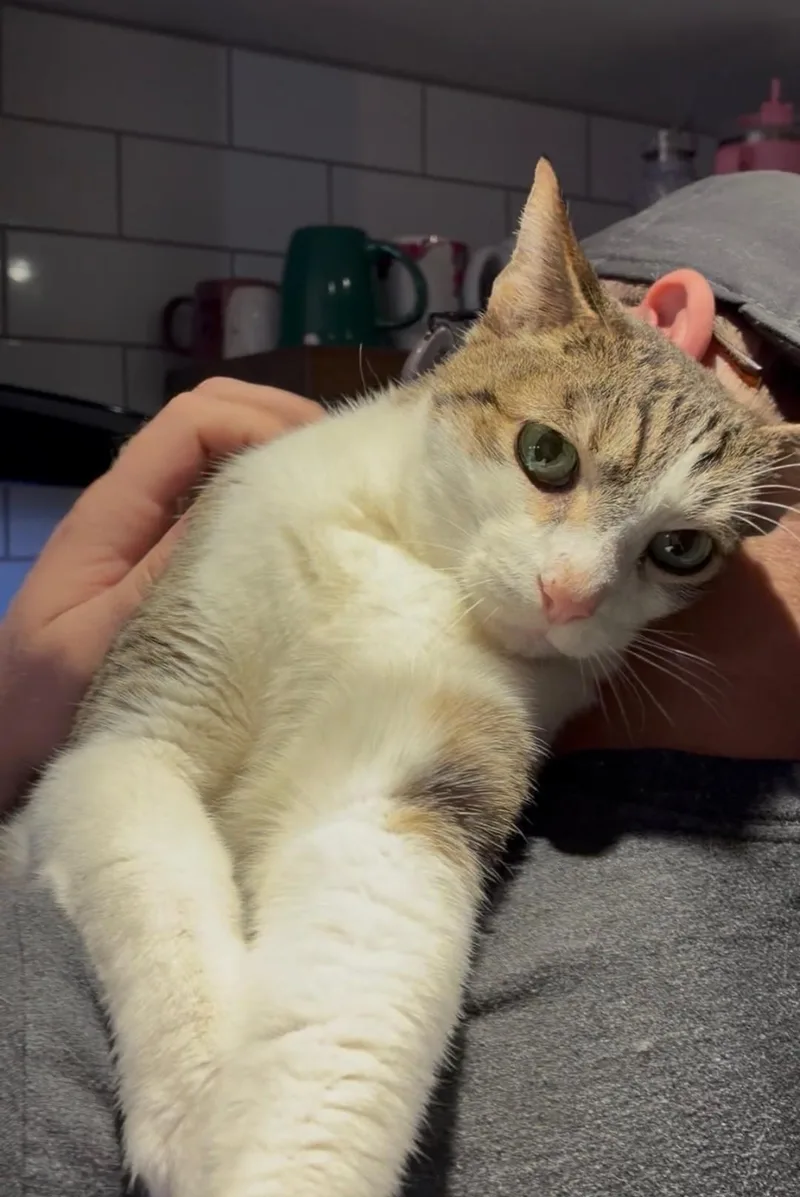 A senior medium-sized male Domestic Short Hair cat named Kuna for adoption in Reno, NV