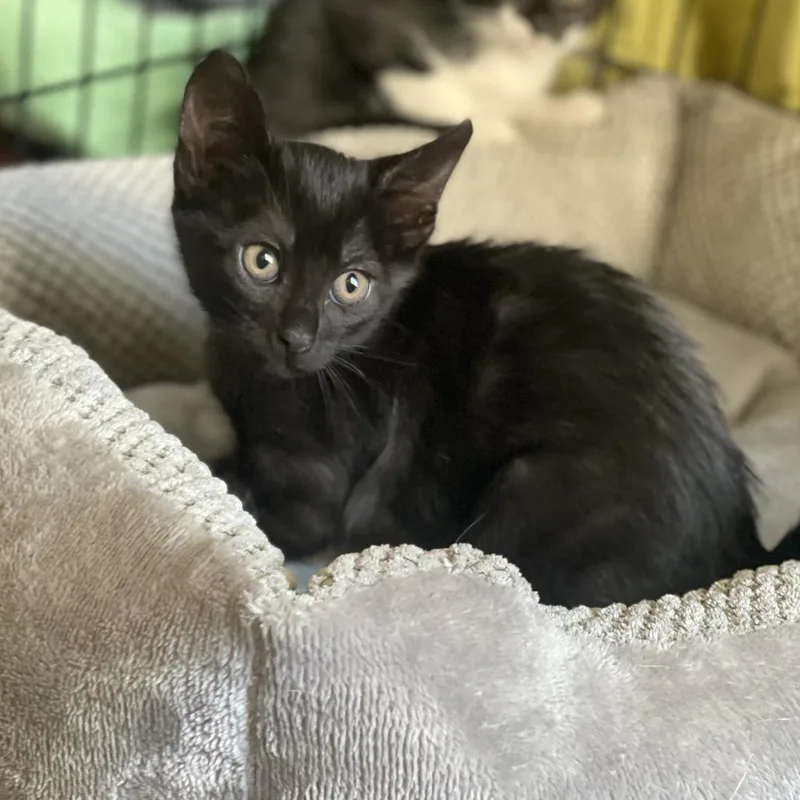 A baby small-sized female Black Domestic Short Hair cat named Indie for adoption in San Francisco, CA