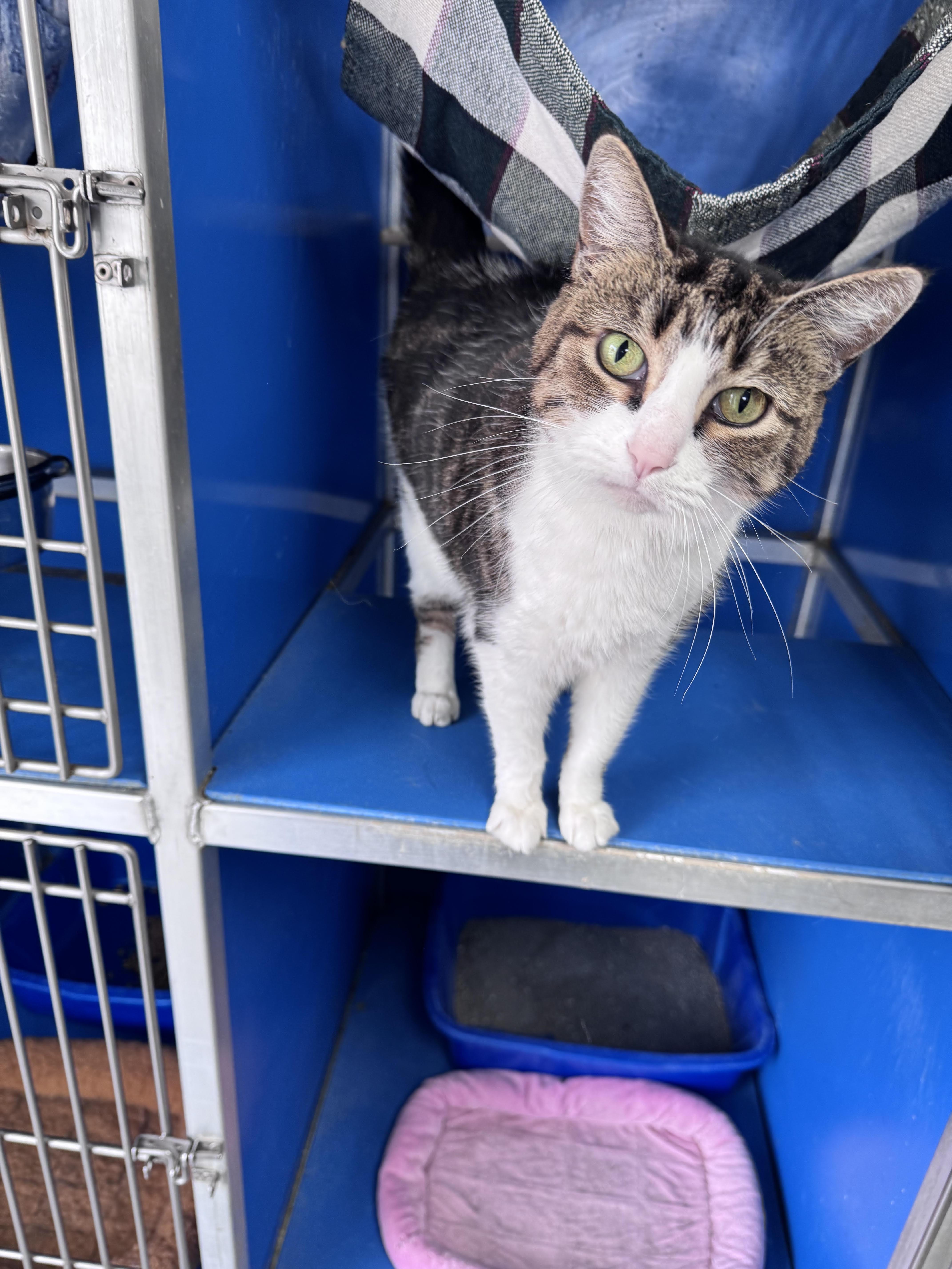 A senior medium-sized female Gray & White Domestic Short Hair cat named Elaine for adoption in Hoopeston, IL