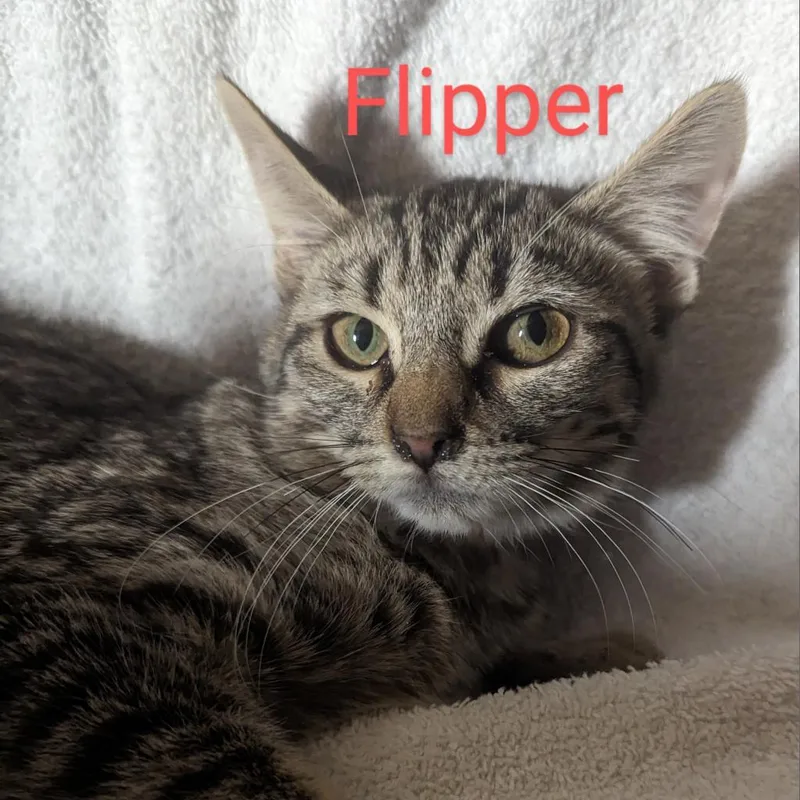 Flipper Bonded With Palmer