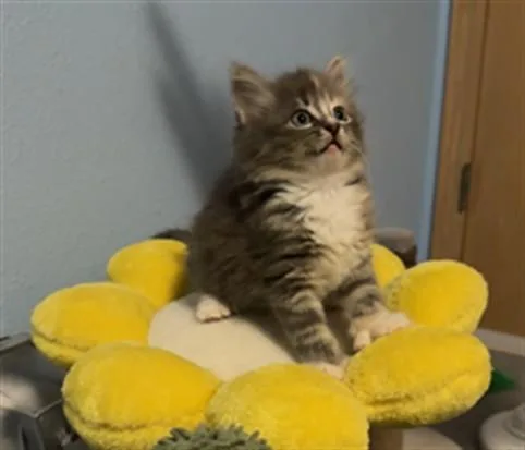 Pebbles