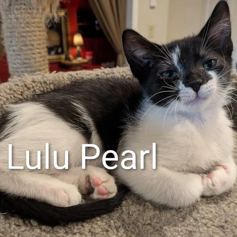A baby small-sized female Black Domestic Short Hair cat named Lulu Pearl for adoption in Talent, OR