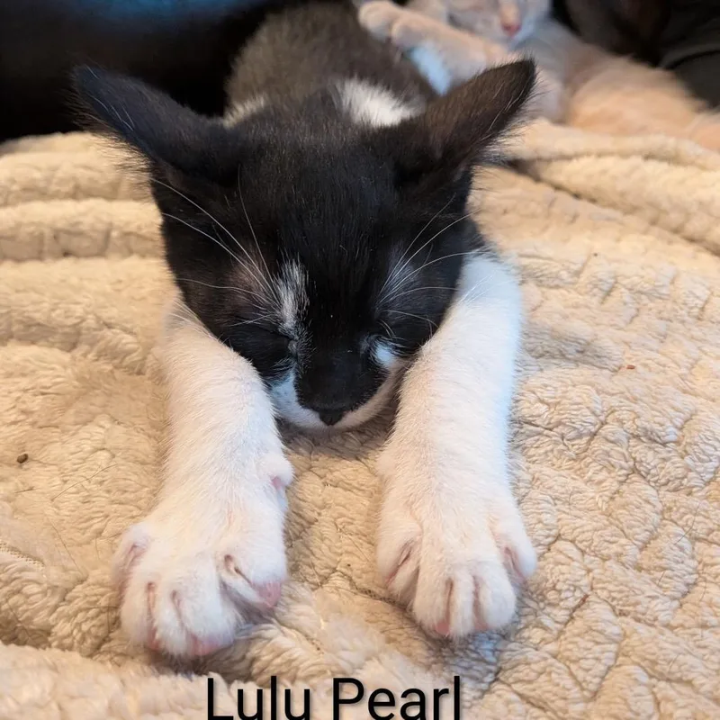 Lulu Pearl thumbnail 6
