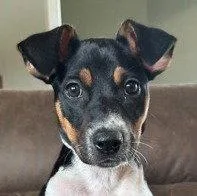 A baby medium-sized female Australian Cattle Dog / Blue Heeler dog named Lily for adoption in Bloomfield, CT
