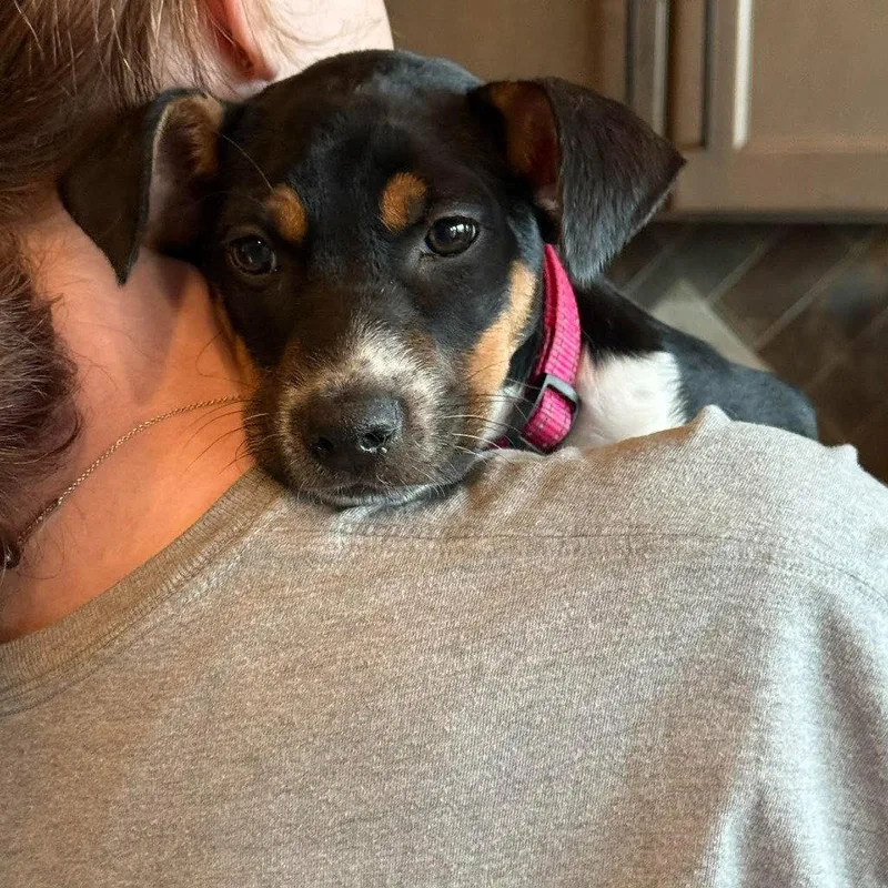 Lily thumbnail 3