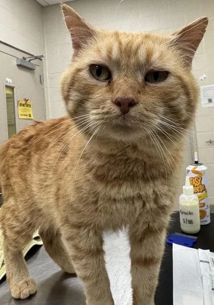 An adult medium-sized male Domestic Short Hair cat named Tom Petty for adoption in Fishers, IN