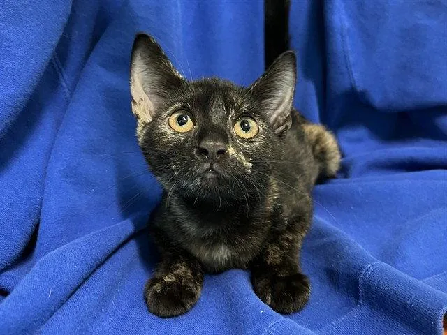 A baby small-sized female Domestic Short Hair cat named Liberty for adoption in Tavares, FL