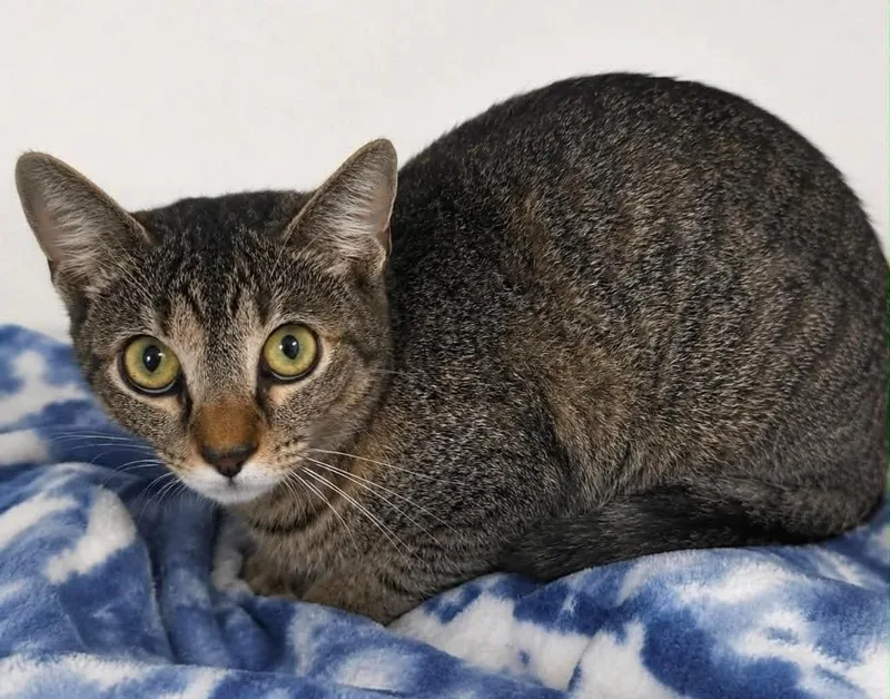 A young medium-sized female Domestic Short Hair cat named Magic for adoption in Columbia, TN
