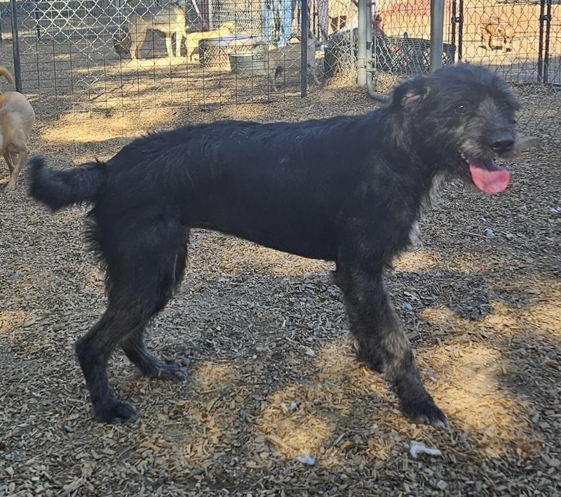 A baby large-sized female Retriever dog named Anette for adoption in Lemoore, CA
