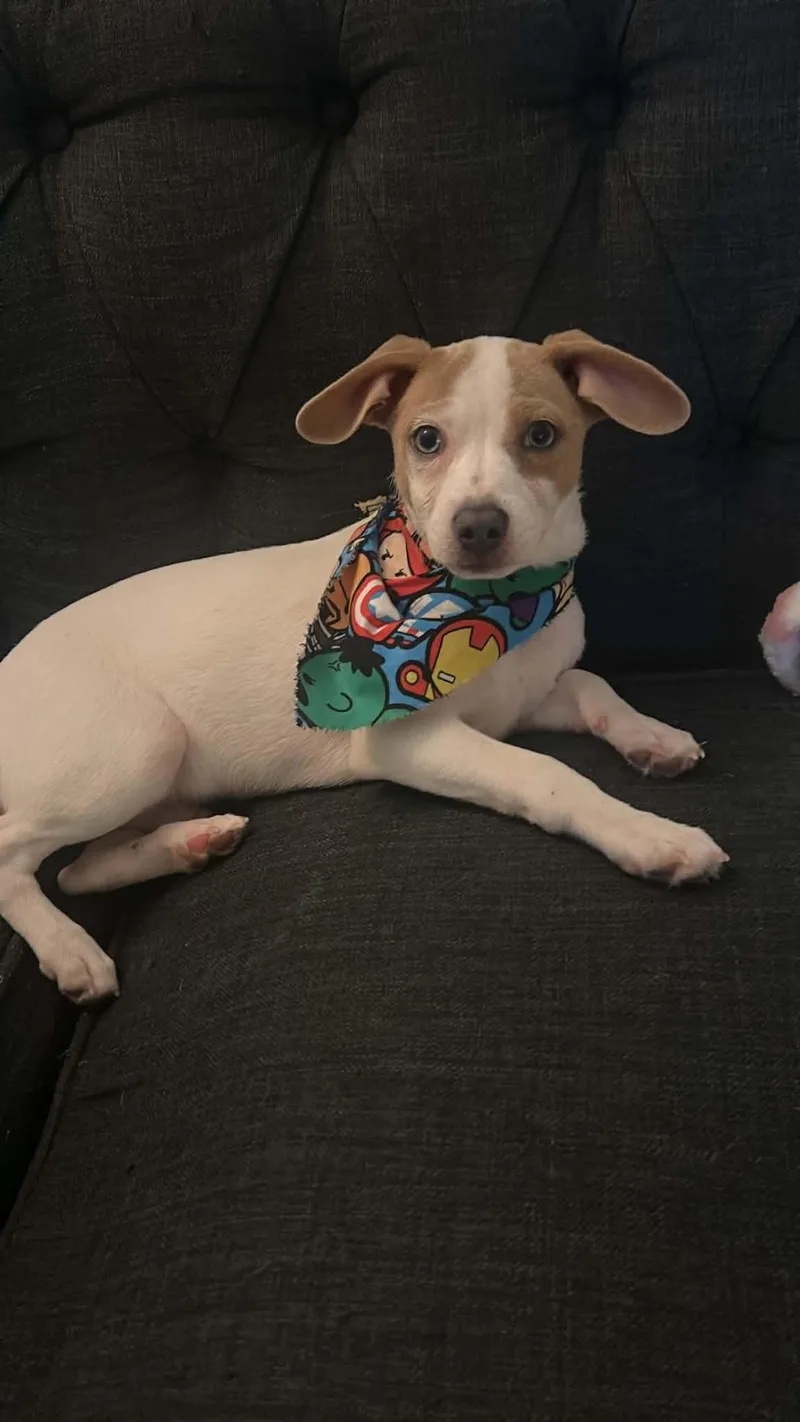 A young small-sized male Dachshund dog named Bucky for adoption in Lucedale, MS