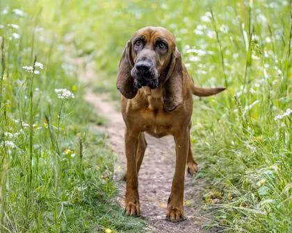 An adult medium-sized female Redbone Coonhound dog named Violet for adoption in Camano Island, WA
