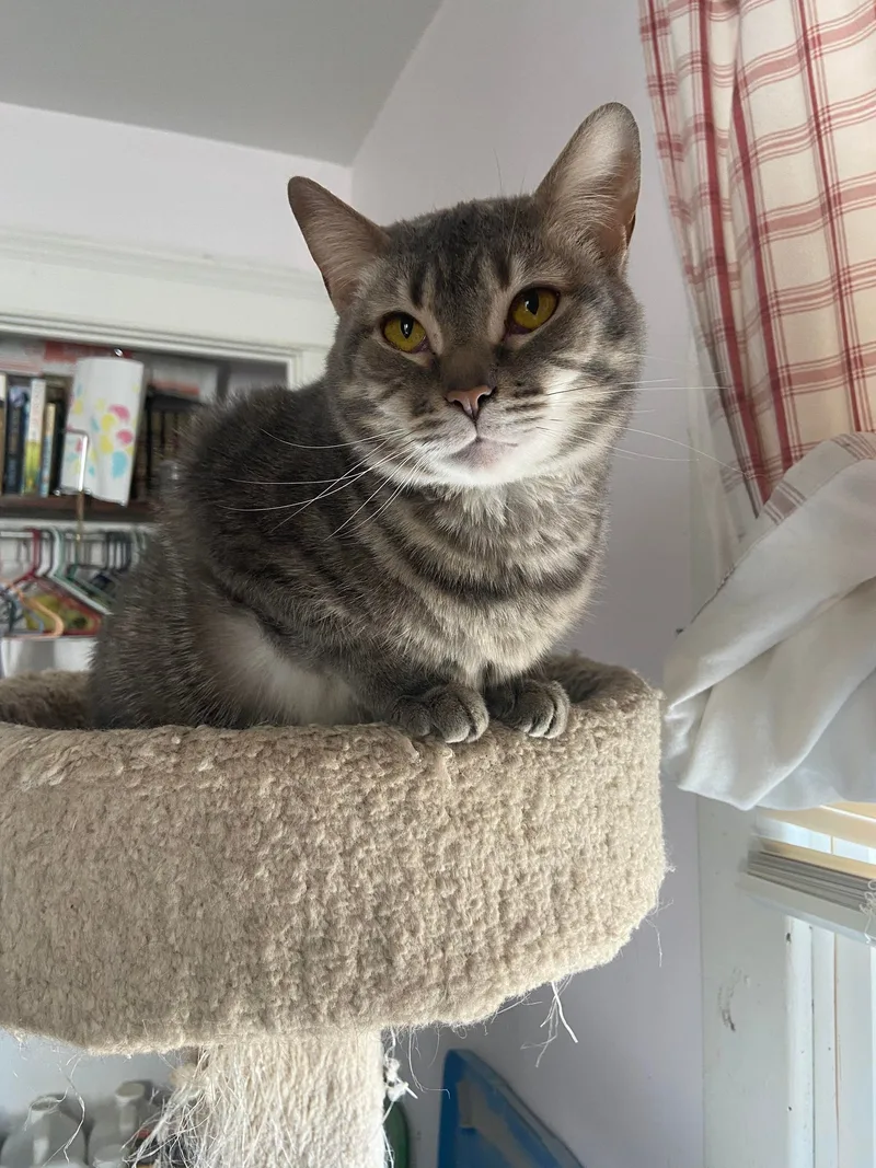 Dannilynn thumbnail 4