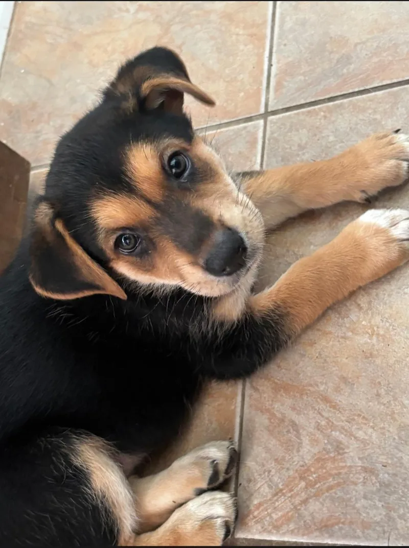 A baby large-sized female German Shepherd Dog dog named Sage for adoption in Plano, TX