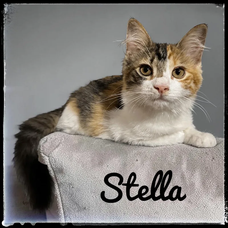 A baby small-sized female Domestic Medium Hair cat named Stella for adoption in El Cajon, CA