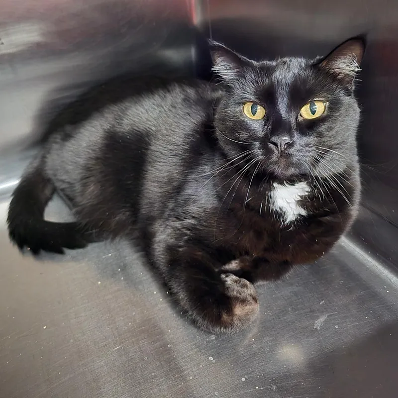 An adult large-sized female Black Domestic Short Hair cat named Izzy for adoption in Spokane, WA