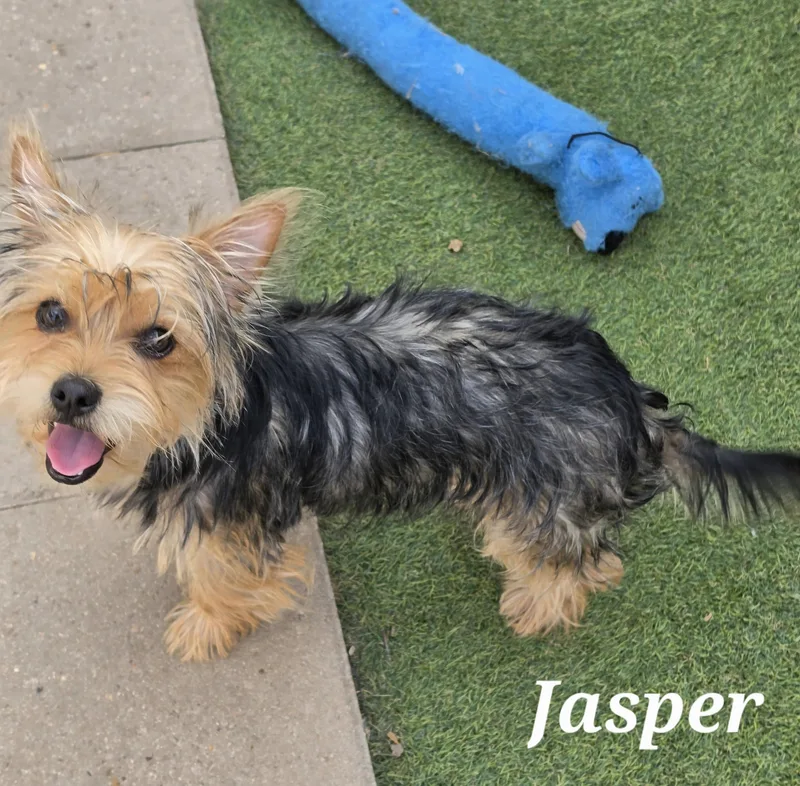 A young small-sized male Yorkshire Terrier dog named Jasper for adoption in Edinburg, TX