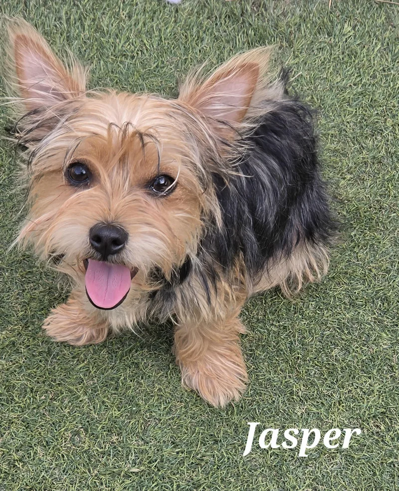 Jasper thumbnail 3