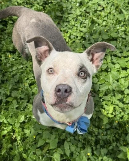 An adult medium-sized male American Staffordshire Terrier dog named Specter for adoption in San Antonio, TX