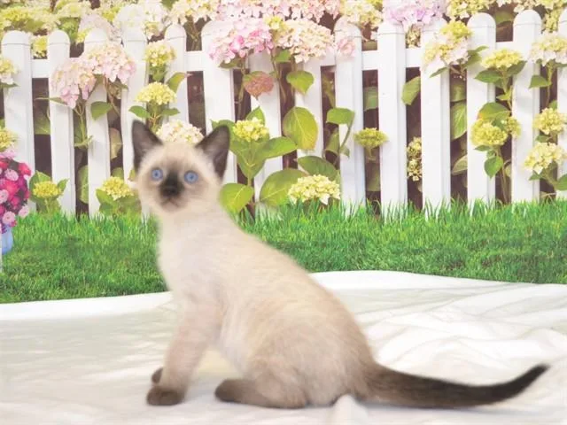 A baby small-sized male Siamese cat named Alabama for adoption in Oroville, CA