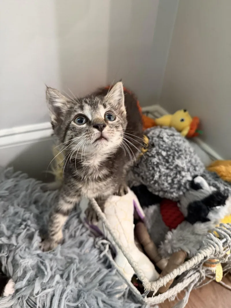 A young medium-sized female Domestic Short Hair cat named Wrecking Ball for adoption in Camden, SC