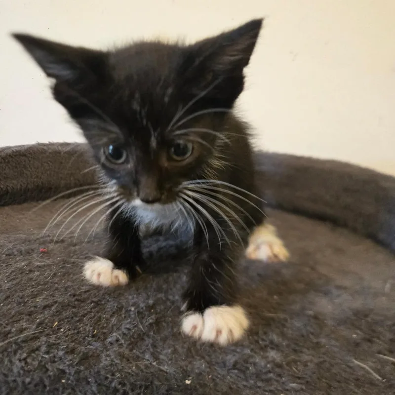 A baby small-sized male Black Domestic Short Hair cat named Domino in Parsonsburg for adoption in Alexandria, VA