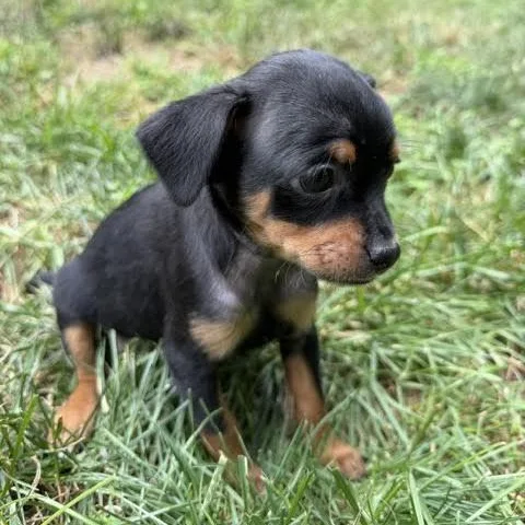 A baby small-sized female Black Chihuahua dog named Sophia for adoption in Midlothian, VA