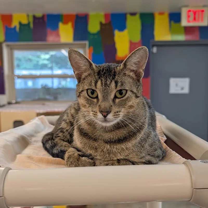 A young medium-sized female Brown / Chocolate Domestic Short Hair cat named Wisteria for adoption in Delaware, OH