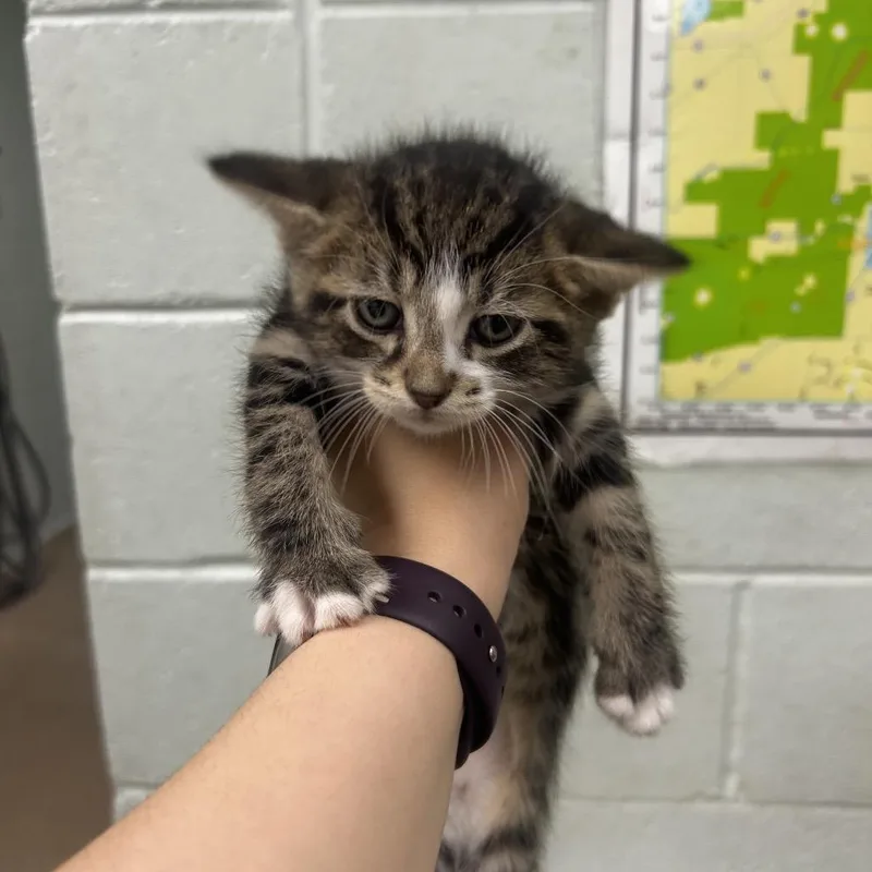A baby small-sized male Brown / Chocolate Domestic Short Hair cat named Polar for adoption in Waukesha, WI