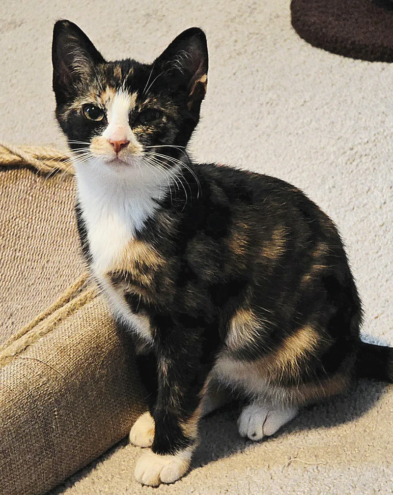 A baby medium-sized female Domestic Short Hair cat named Nova for adoption in Chesapeake Beach, MD