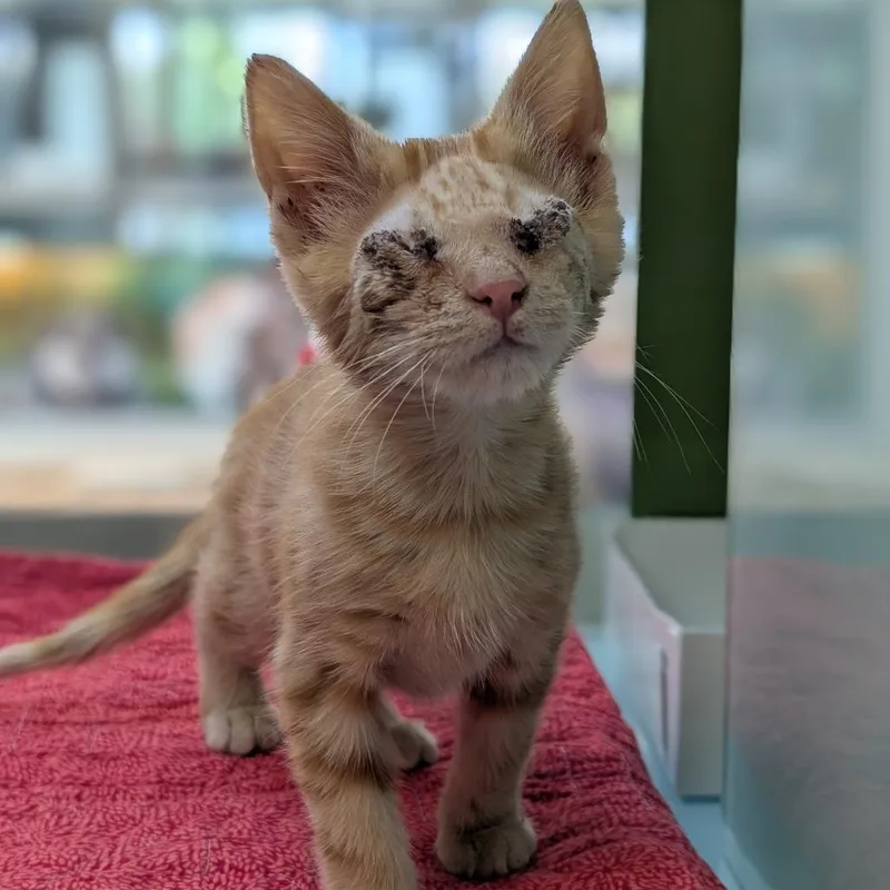 A baby small-sized male Orange / Red Domestic Short Hair cat named Sundae for adoption in Reno, NV
