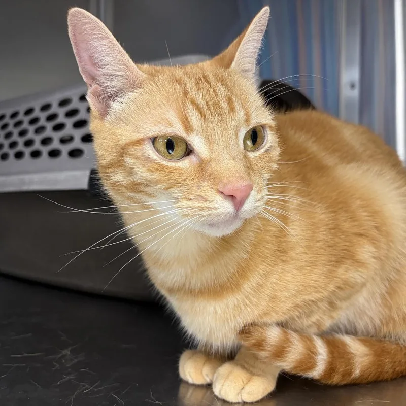 A young medium-sized female Domestic Short Hair cat named Poe for adoption in East Smithfield , PA