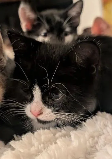 A baby medium-sized male American Shorthair cat named Mr Spicy for adoption in San Antonio, TX