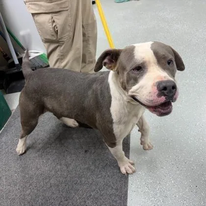 An adult large-sized male Pit Bull Terrier dog named Rowan for adoption in Kansas City, MO