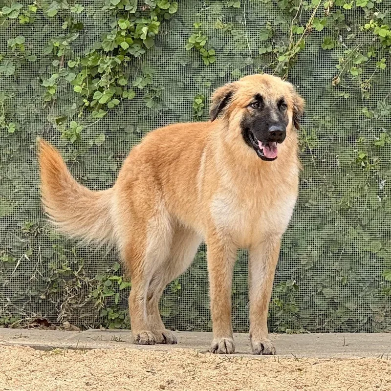 Ruby Houston  Tx thumbnail 4