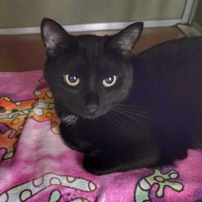 A young medium-sized female Black Domestic Short Hair cat named Kalahari for adoption in Deerfield, IL