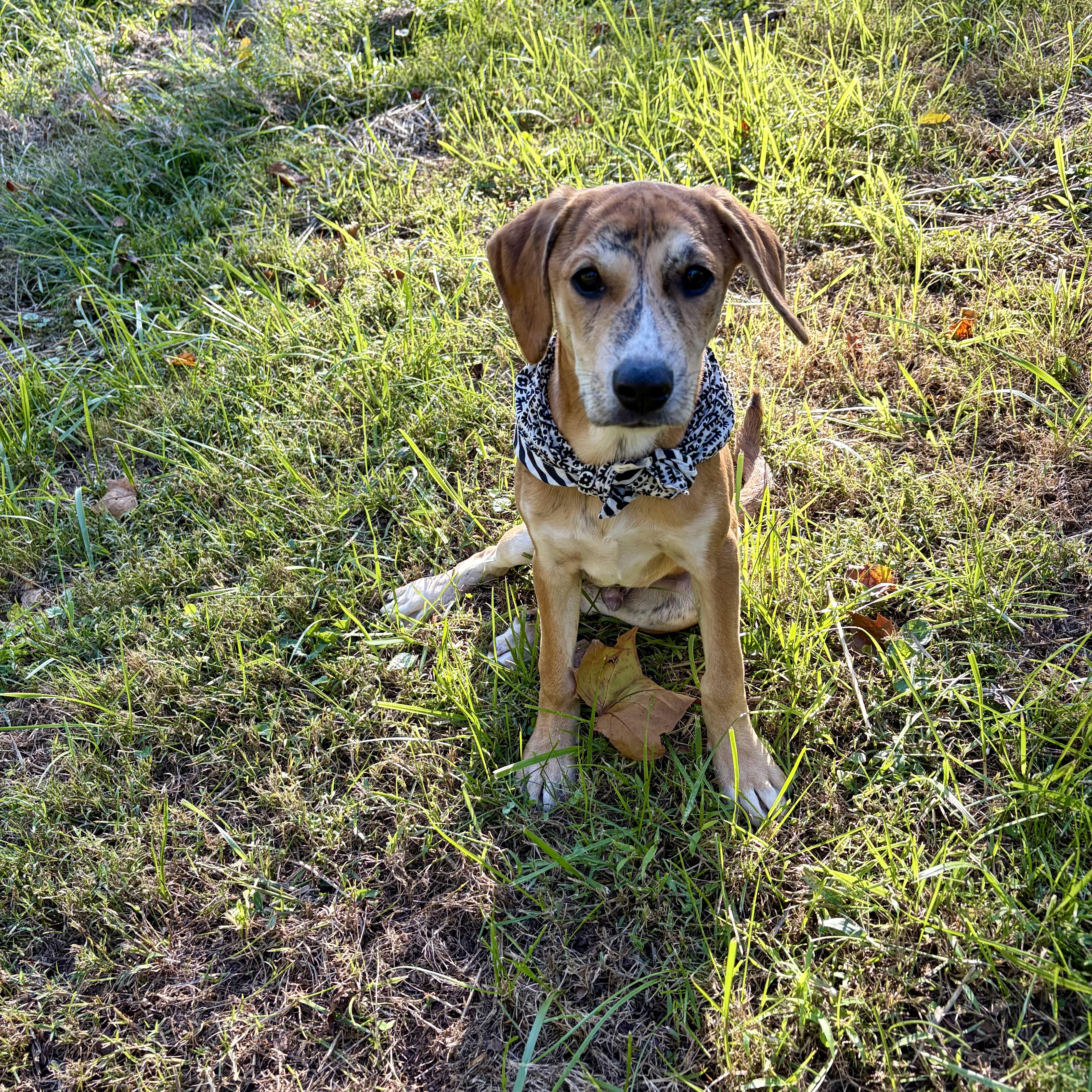 A baby medium-sized male Shepherd dog named Tiger for adoption in High View, WV