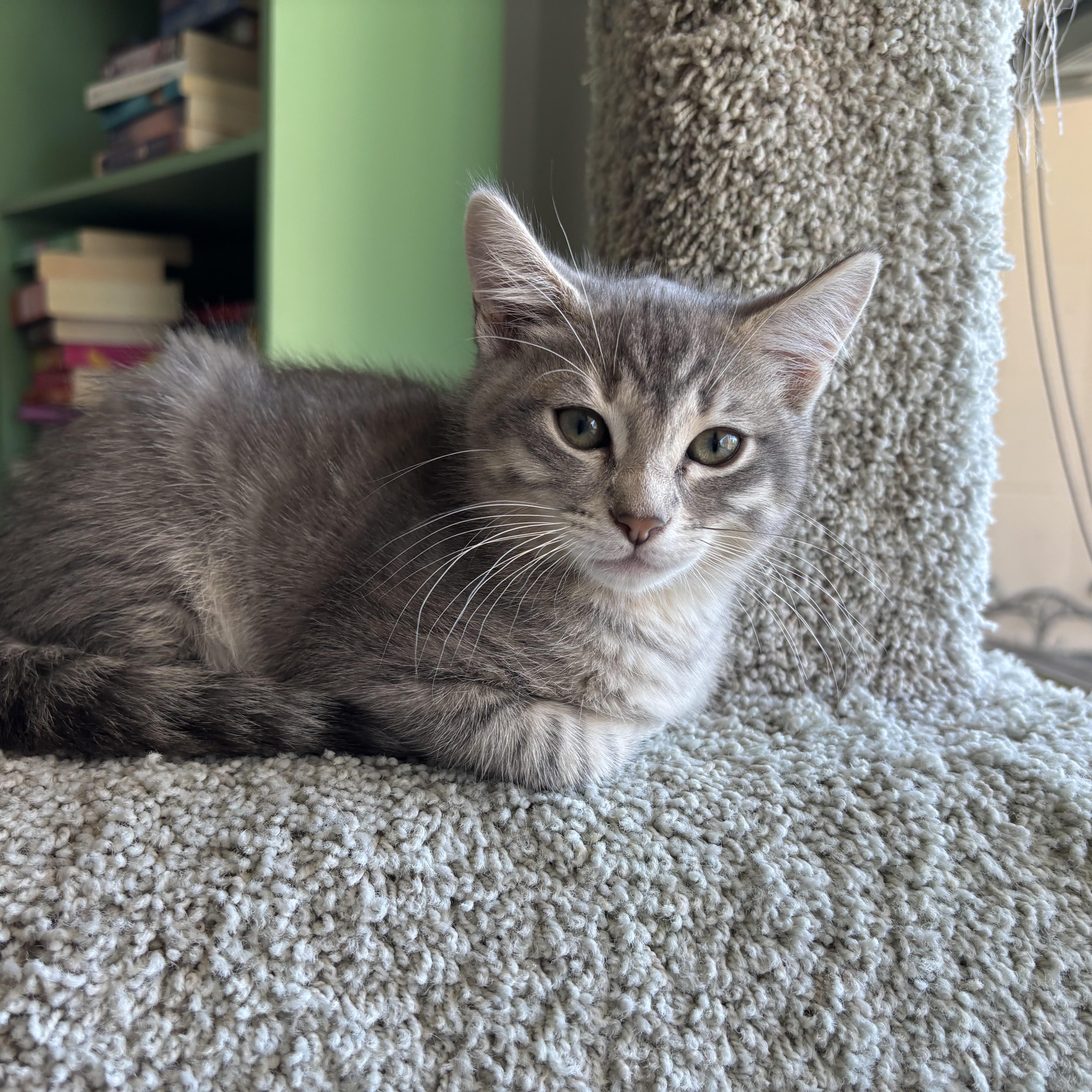 A baby medium-sized male Tabby (Gray / Blue / Silver) Domestic Short Hair cat named Sebastian for adoption in Renton , WA