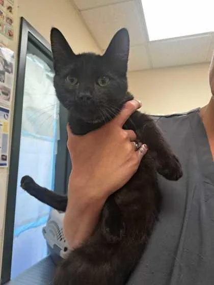 A baby small-sized male Domestic Short Hair cat named Batty for adoption in Burlington, WA