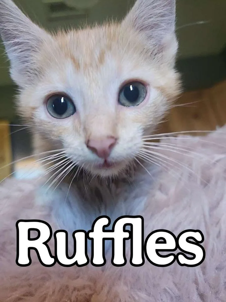 A baby small-sized male Domestic Short Hair cat named Ruffles for adoption in Hillsboro, OH