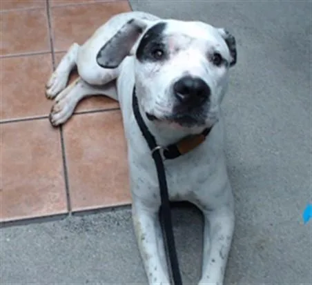 A young small-sized female Pit Bull Terrier dog named Lana for adoption in Downey, CA