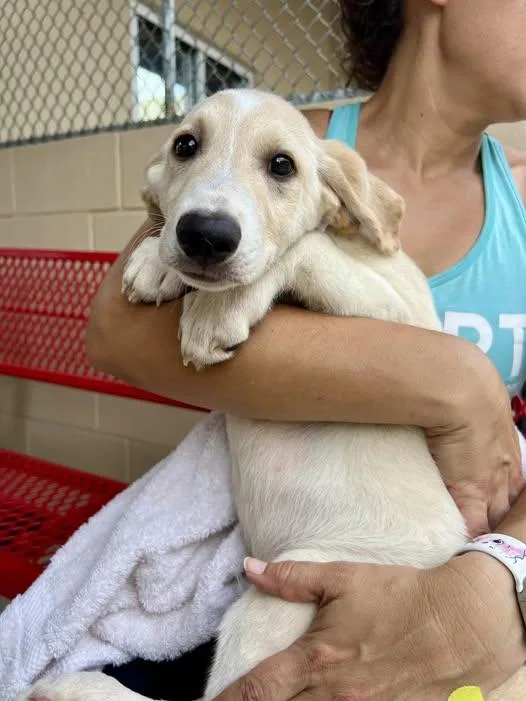 A baby large-sized male Australian Cattle Dog / Blue Heeler dog named Campfire for adoption in McKinney, TX