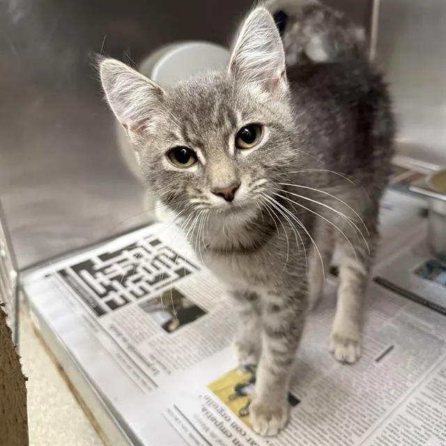 A baby small-sized male Domestic Short Hair cat named A for adoption in Las Vegas, NV